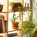 Hotel Ibis Centrum 3*