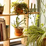 Hotel Ibis Centrum 3*