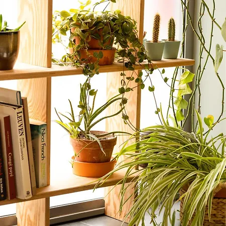 酒店 宜必思勒芬中心酒店 3*